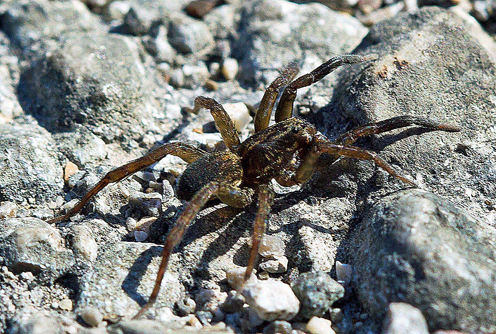 Evarcha jucunda; Trochosa sp.